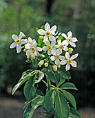 Choisya ternata (Mexikanische Orangenblüte)