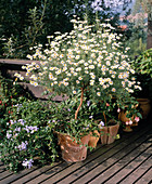 Agyranthemum frutescens (shrub marguerite)