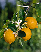 Citrus Limon 'Lissabon'