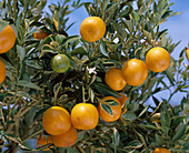 Citrus X Mitis var. variegata