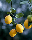 'Meyer' Citrus limon
