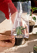 Cuttings propagation Fuchsias, plastic wrap over it