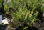 Thelypteris thelypteroides (swamp fern)