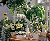 White window, Phalaenopsis, Begonia, Ficus, Ivy