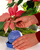 Poinsettia holds longer in the vase when interface over candle flame