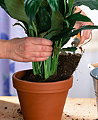 Repot the Spathiphyllum (single leaf)