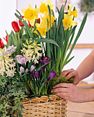 Planting basket with crocus, daffodils, hyacinths,