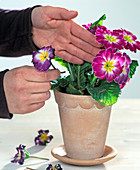 Remove faded primroses for longer flowering