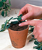 Streptocarpus saxorum head cuttings propagation