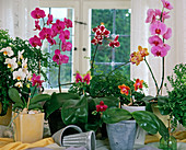 Phalaenopsis and Doritaenopsis hybrids