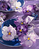 Viola wittrockiana (pansy flowers) placed in blue cup