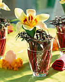 Tulipa 'Authority' im Glas mit Wasser und Zweigen