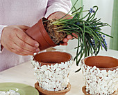 Clay pot with eggshells