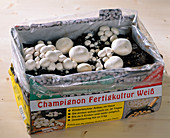 Mushroom cultivation in the room, grown mushrooms