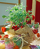 Pelargonium fragrans (scented geranium) as an autumn gift