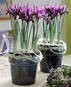 Iris reticulata 'Purple Gem' / Netziris