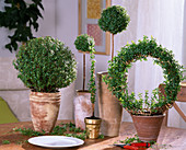 Myrtus communis self-drawn as wreath and stem