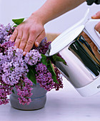Syringa vulgaris (put lilac in boiling water)