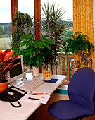 Büro mit Chlorophytum / Grünlilie, Schefflera / Strahlenaralie