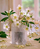 Glas mit Helleborusblüten
