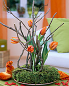 Tulipa 'Monarch' / Tulpe im Moosring