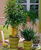 Ficus benjamina 'Barok' and 'Exotica' / Rubber trees