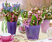 Muscari armeniacum (grape hyacinth), hyacinthus
