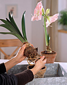 Remove deco with Amaryllis Hippeastrum Amaryllis from the pot, remove soil