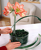 Amaryllis flower is put in a bowl with horsetail