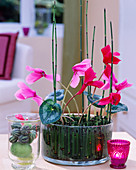 Cyclamen flowers in glass with common horsetail as plug-in aid