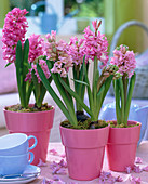 Hyacinthus (hyacinth) in pink pots