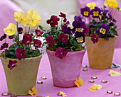 Viola (pansies), Viola cornuta (horned violets)
