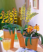 Lachenalia 'Ronina', 'Romaud' and 'Namaqua' (Kaphyazinthe)