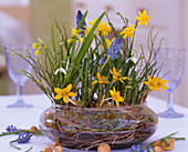 Narcissus 'Tete A Tete', Muscari 'Blue Pearl',