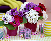 Primula obconica (cup primrose) as mini bouquets