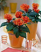 Scutellaria costaricana (Skullcap) in orange pots