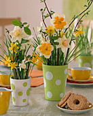 Narcissus' Tete A Tete, 'Salome', 'Thalia', 'Orchid Flowery'