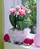 Tulipa 'Wirosa' / rot -weiß gefüllte Tulpe, Topf mit Federn beklebt