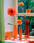 Papaver 'Fireball' und P. ruprifagum / Mohn in orangen Vasen