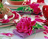 Paeonia (peony) on lilac napkin