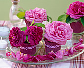 Rosa (flowers of historical roses), small jars