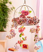 Hydrangea Hydrangea flowers are hung on a drying rack to dry