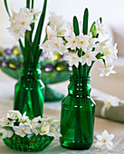 Narcissus 'Ziva' / Tazett-Narzissen in grünen Flaschen und grüner Schale