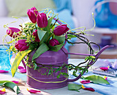Purple watering can as a vase for Tulipa (tulip) and Salix 'Tortuosa'