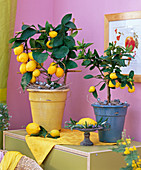 Citrus limon 'Florentina' (Zitrone)