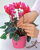 Cyclamen (cyclamen), flowered stems are