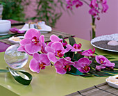 Phalaenopsis (butterfly orchid)