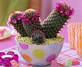 Mammillaria spinosissima (wart cactus)