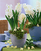 Hyacinthus 'White Pearl' (Hyacinth) single flowers