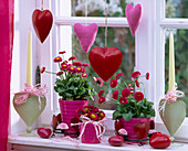 Bellis (red daisies) in pink pots
